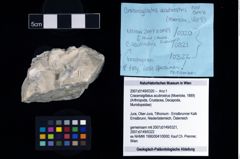 NHMW-GEO-2007z0149-0320_Ol_01.tifCracensigillatus acutirostrus (Moericke, 1889)  (NHMW-GEO-2007z0149-0320)